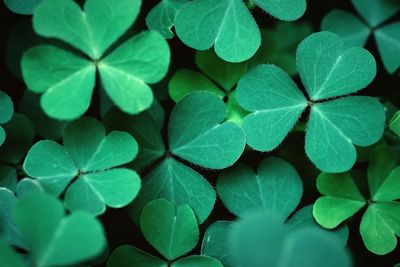 Shamrock , clover leaves for green background with three-leaved shamrocks. st patrick's day