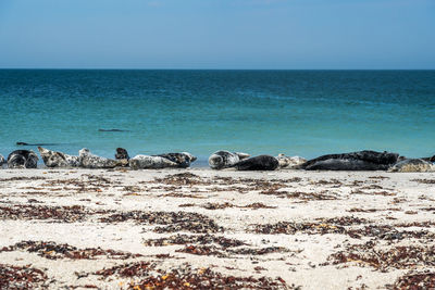 Scenic view of sea against clear sky