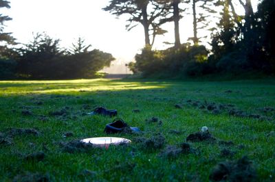 View of trees on field