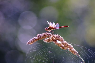 Close-up of dragonfly on spider web