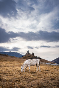 View of a horse on field