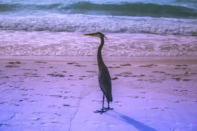 High angle view of bird on beach