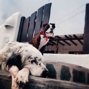 Low angle view of dogs on steps against sky