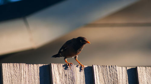 Close-up of bird perching on wooden post