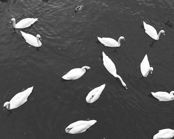 Bird flying over lake