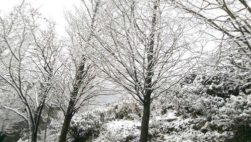 Bare trees against sky