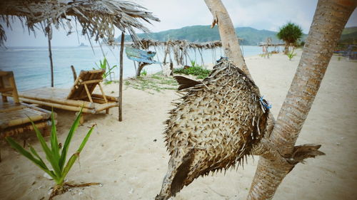 View of an animal on beach