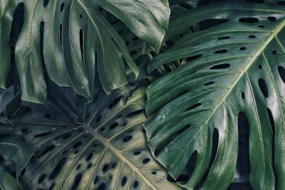 Full frame shot of succulent plant leaves