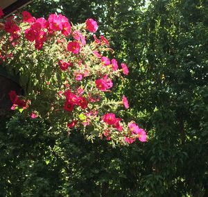 Pink flowers blooming outdoors