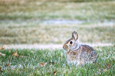 Close-up of a rabbit on field