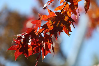 Close-up of maple leaves on branch