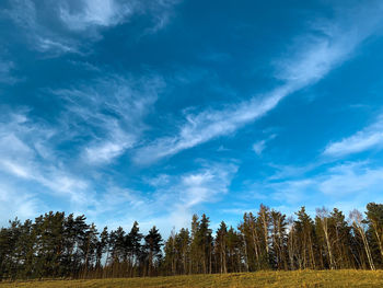 Low angle view of trees on field against blue sky