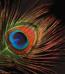 Close-up of peacock feathers against black background
