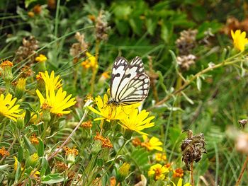 High angle view of butterfly perching on yellow flower