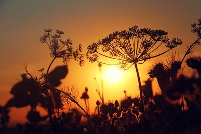 Close-up of silhouette plants against sunset sky