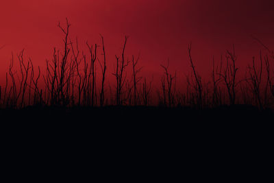 Silhouette plants against sky at night