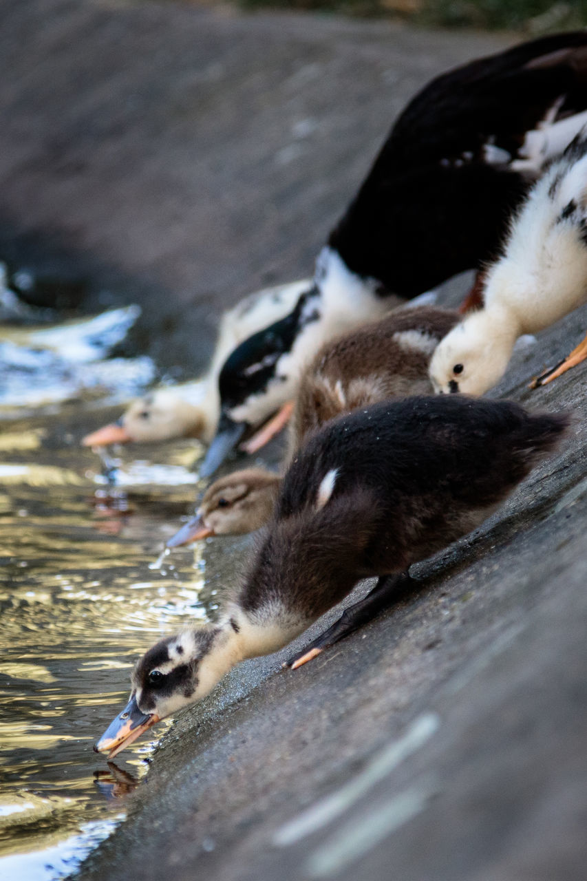 VIEW OF DUCK DRINKING WATER FROM A WOOD