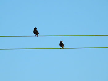 Low angle view of bird perching on cable against clear sky