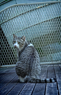 Cat sitting on fence