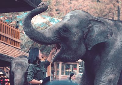Woman feeding elephant in zoo