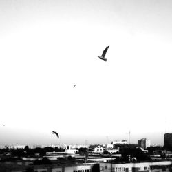 Bird flying over city