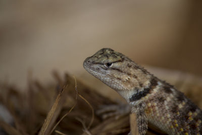 Close-up of lizard