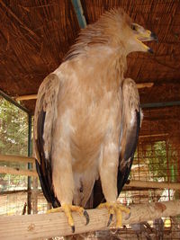 Close-up of bird perching on wood