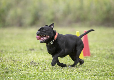 Black dog running on grassy field
