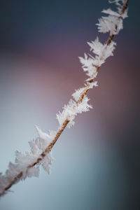 Close-up of frozen plant against sky