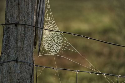 Close-up of spider web