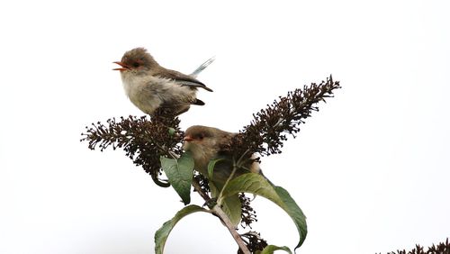 Low angle view of bird perching on branch against clear sky