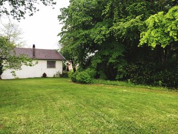 Trees and houses on field by house