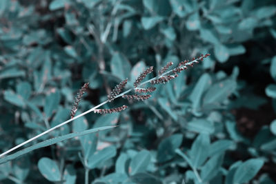 Close-up of frozen plant