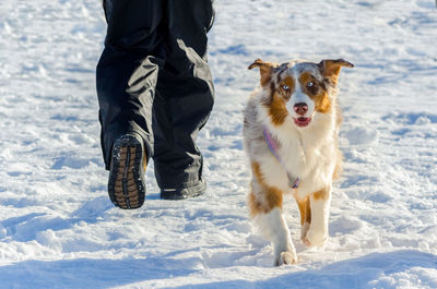 Low section of person with dog on snow