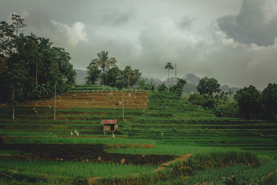 Scenic view of agricultural field against sky