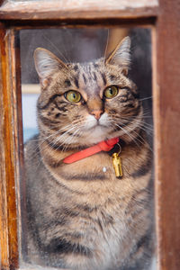 Close-up portrait of a cat