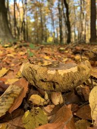 Autumn leaves on field in forest