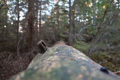 Close-up of lizard on tree in forest