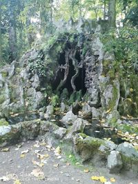 Rocks and trees in forest