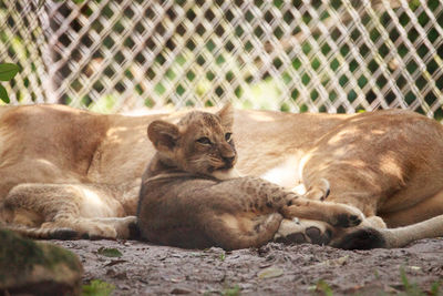 Baby african lion cub panthera leo nursing from its mother lioness.