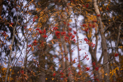 Low angle view of red flowers on tree during autumn