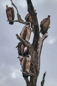 Low angle view of owl perching on branch against sky