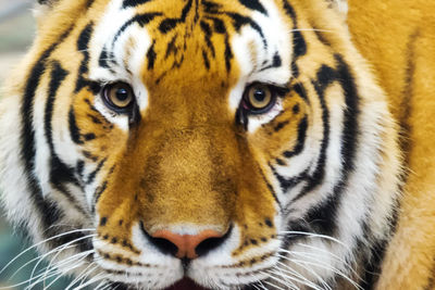 Close-up portrait of a cat