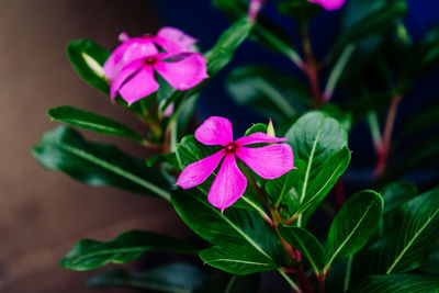 Close-up of pink flowering plant