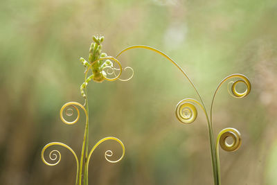 Close-up of spiral plant