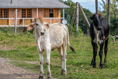 Cattle standing in a field