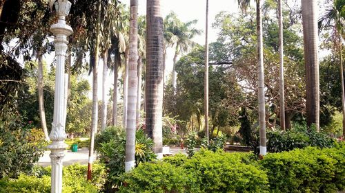 Trees in park