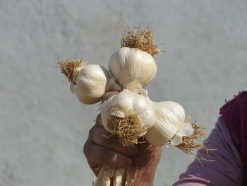 Close-up of hand holding white flowers