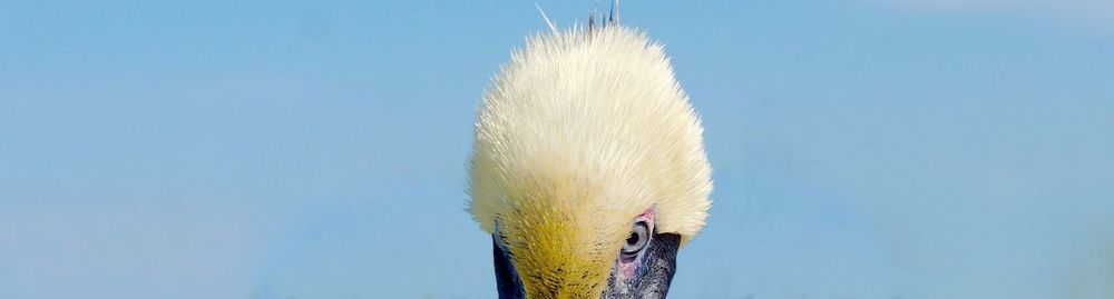 Low angle view of bird against clear blue sky