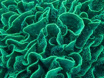 Full frame shot of lettuce coral in sea